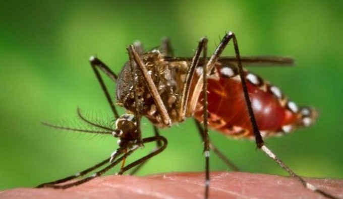 Zika Virüsü Nasıl Tedavi Edilir?