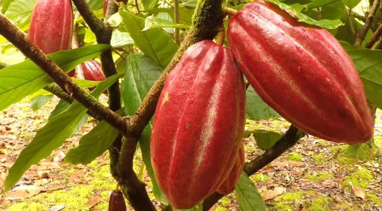 Kakao Endüstrisi Hakkında