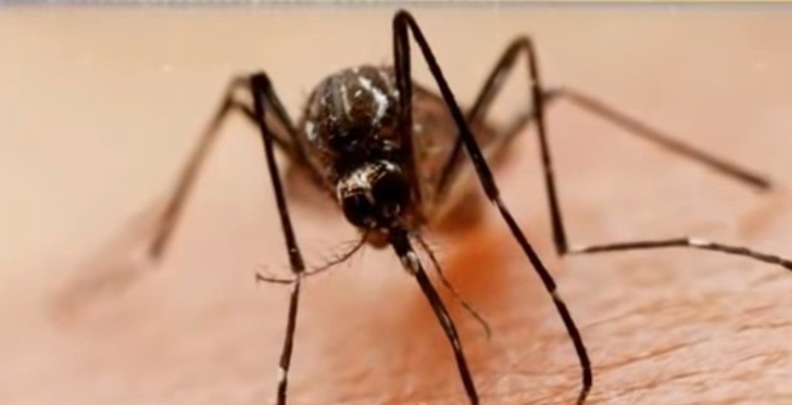 Sivrisinekler İnsan Terini Nasıl Koklarlar.