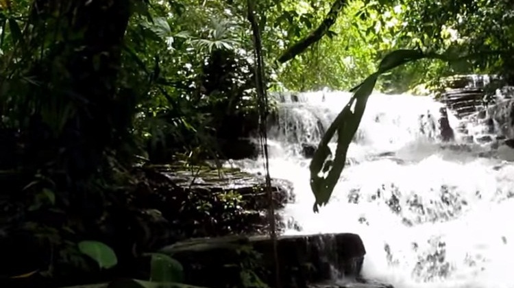 Kosta Rika Ve Yağmur Ormanları