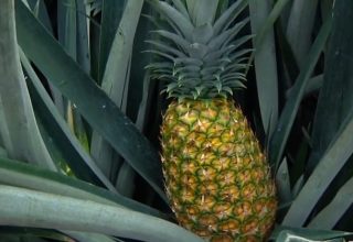 Ananas Yetiştiriciliğine Nasıl Başlanır?