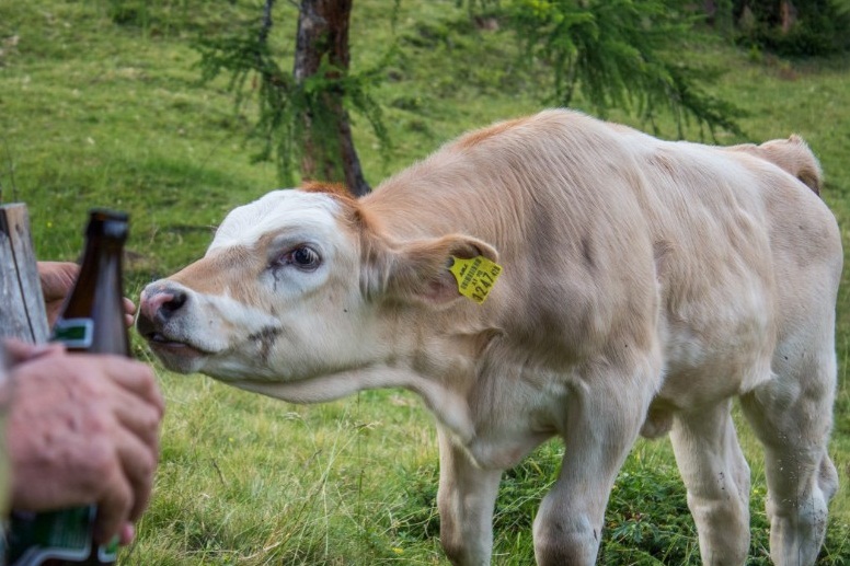 Hayvancılık Ve Atıkların Depolanması