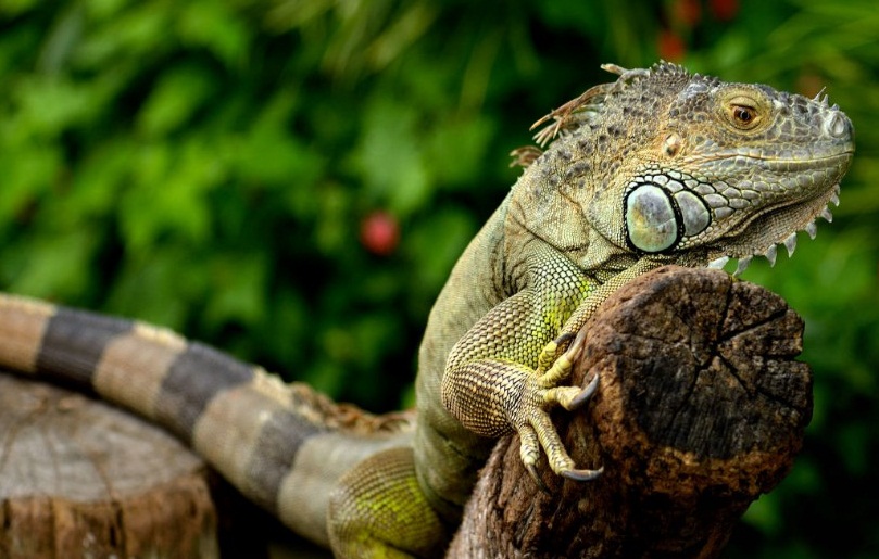 Yeşil İguanalar Doğada Nasıl Yaşarlar?