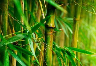 Bambu Bitkileri Suda Nasıl Büyür?