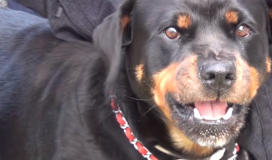 Rottweiler Diğer Köpekler İçin Tehlikeli mi?