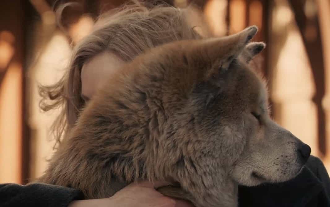 Köpekler Neden Sevimli Hayvanlardır?