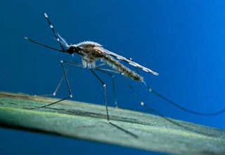 Genetiği Değiştirilmiş Sivrisinekler Dünyayı Nasıl Etkiliyor?