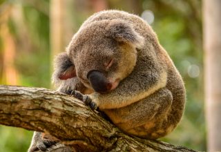 Koalalar Neden Bu Kadar Çok Uyur?