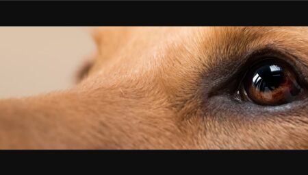 DOĞANIN SİSMİK HABERCİLERİ: HAYVANLARIN DEPREM GİZEMİ